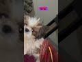 Coco k sath unlimited fun😎☺️#fun #love #cocolove #dog #viral #reels #trending