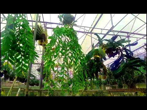 vườn lan Trường Uyên. ngắm giò phi điệp khủng.