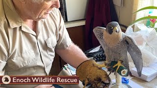 To Be A Falconer | Base Weight | Ep. 12 by Enoch Wildlife Rescue 4,429 views 1 year ago 10 minutes, 42 seconds