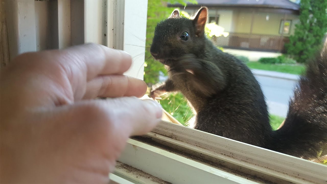 7 Humane Tips For Getting Squirrels Out Of Your House Youtube