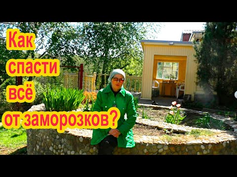 Видео: Как спасти растения от заморозков?