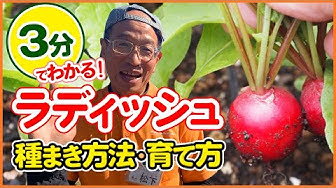 栽培生活 3分で解説 ラディッシュ はつか大根 の種まき方法 育て方 防虫のコツも伝授 植え方 二十日大根 シェア畑 Youtube 栽培生活 3分で解説 ラディッシュ はつか大根 の種まき方法 育て方 防虫のコツも伝授 植え方 二十日大根 シェア畑 Youtube