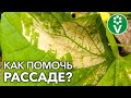 СТРАШНЫЕ БОЛЕЗНИ РАССАДЫ. Как распознать первые признаки