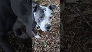 Dogs are the best. Agree?#dogs #pittie #puppy #animals #love #today