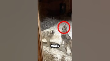 This Guy Found Wolves In His Backyard! 😨 (Credit @micheedon)
