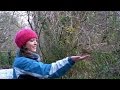 Hand Feeding Song Birds -  Robin Bird Singing and Feeding at Tehidy Woods