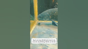 Kiến thức câu cá trắm đen #fishing #cauca