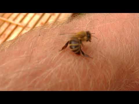 Video: Má včelí bodnutí svědit?