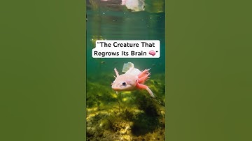 Axolotl🦎: The Regeneration Machine | Nature’s Superpowers – Episode 2