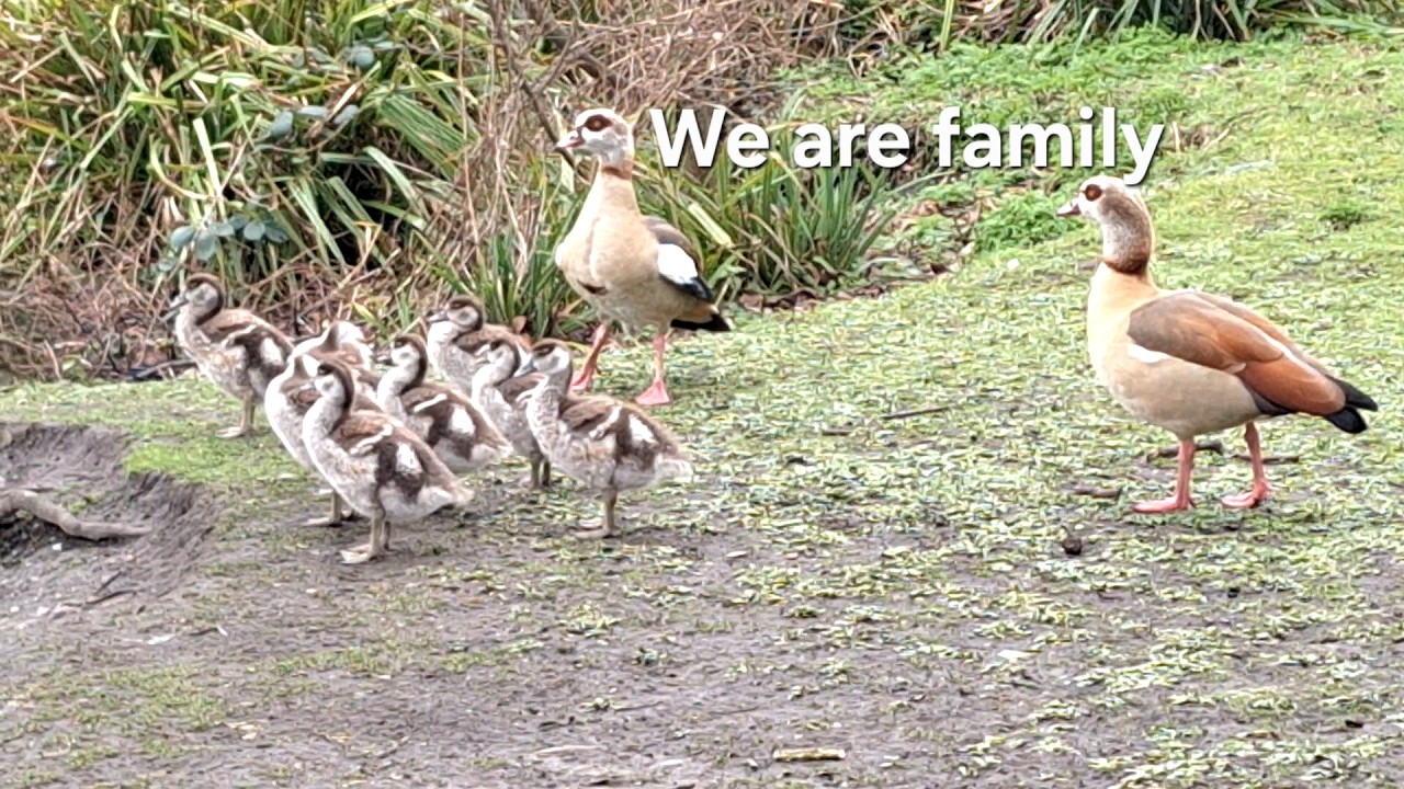 8 Egyptian Goslings at 5 Weeks Old | First Wing Feathers & Family Life