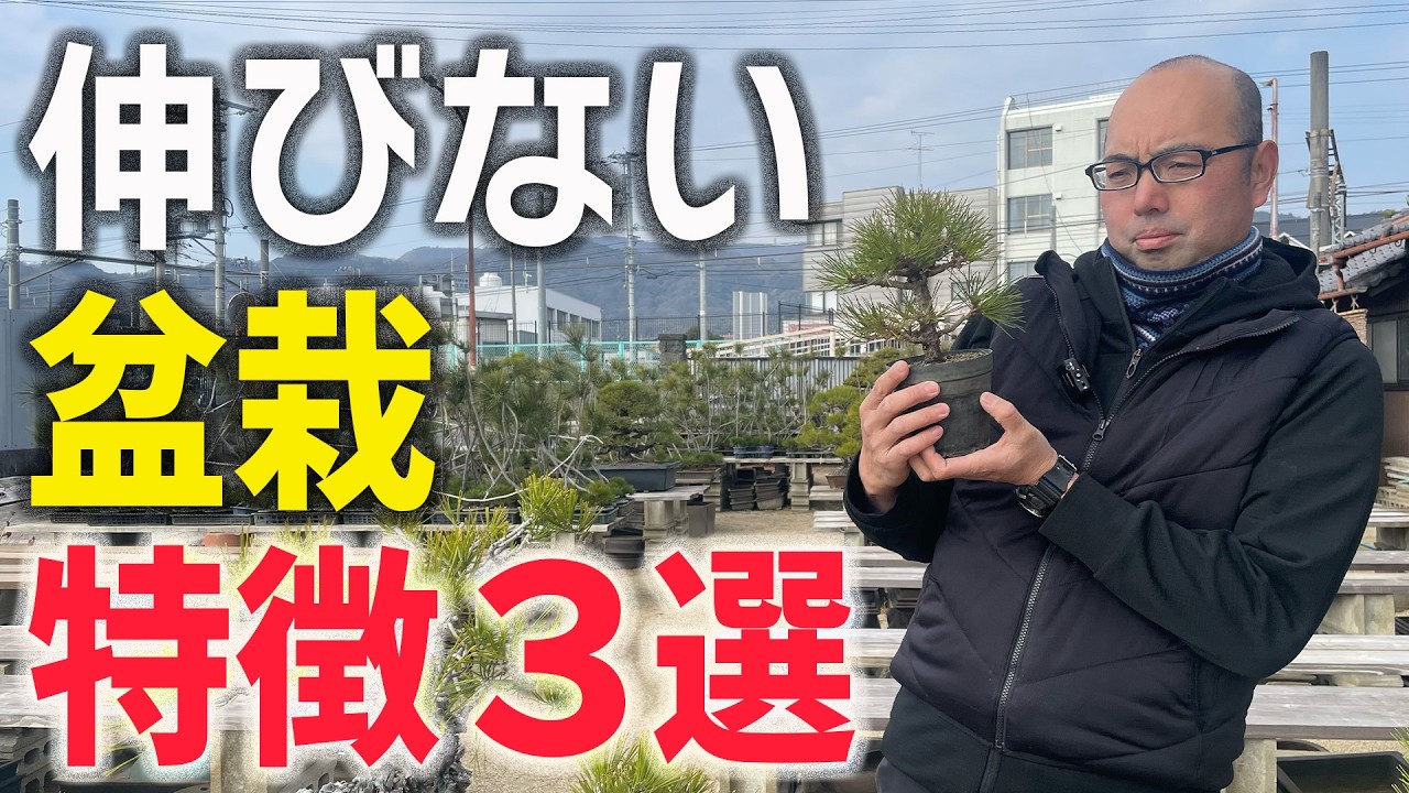 その盆栽、将来きれいになりますか？良い盆栽になりにくい3つの特徴