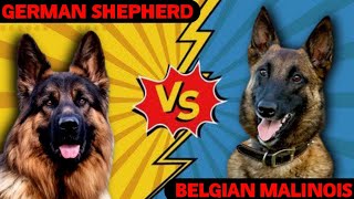 German Shepherd Vs Belgian Malinois [ Which Dog Breed Is Best ] by Dogs Junction 199 views 2 years ago 4 minutes, 18 seconds