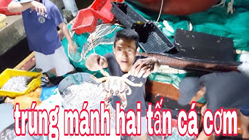 Cân cảnh ghe lưới rút đêm vào bán cá ngay trong đêm _ cuôc sống dân biển tv