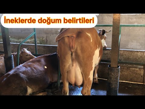 İneklerde doğum belirtileri nelerdir?