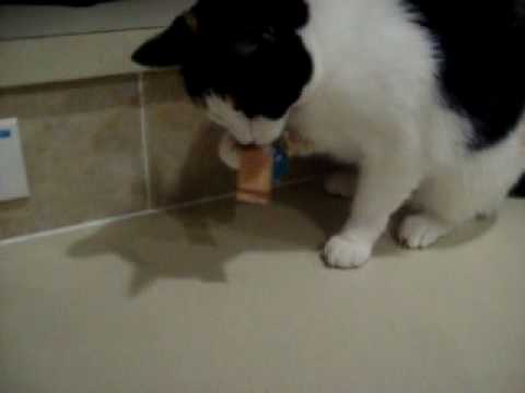 cat tries to eat