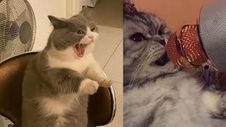 Cute funny and smart cats compilation part 5 by One Minute pets 365 views 2 years ago 3 minutes, 3 seconds