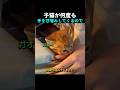 子猫が何度も手を甘噛みしてくるので