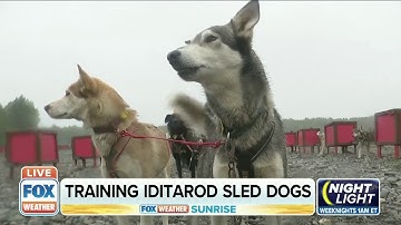 Training Alaskan Sled Dogs in Summer Months