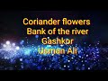 Coriander plants with beautiful flowers in gashkor kkhela swat
