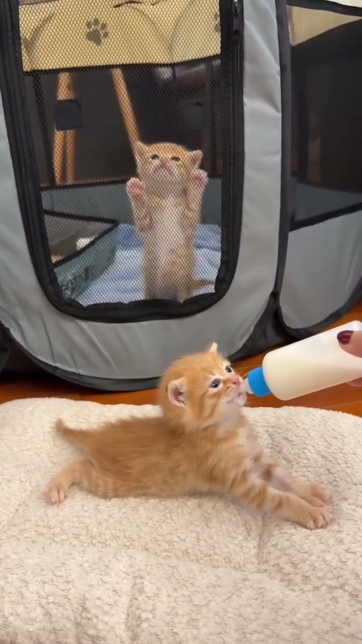 C magnifique vidéo chat ? ? ? ?