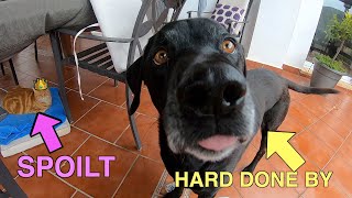 We thought we left the Mud in England! Sunny Spain and Percy the Labrador by Percy The Labrador 830 views 1 year ago 12 minutes, 51 seconds