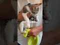初めてのお風呂🛀 男の子 生後2ヶ月 #保護猫 #里親 #猫のいる暮らし