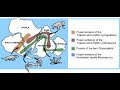 Biogeography and Evolutionary Evidence Through Species Distribution