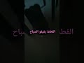 القطط يفيقو الصباح صلو على محمد Cat قطط اكسبلور Abonnez القطط يفيقو الصباح صلو على محمد Cat قطط اكسبلور Abonnez
