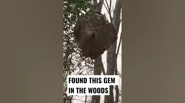 Amazing Hornet’s Nest#shorts