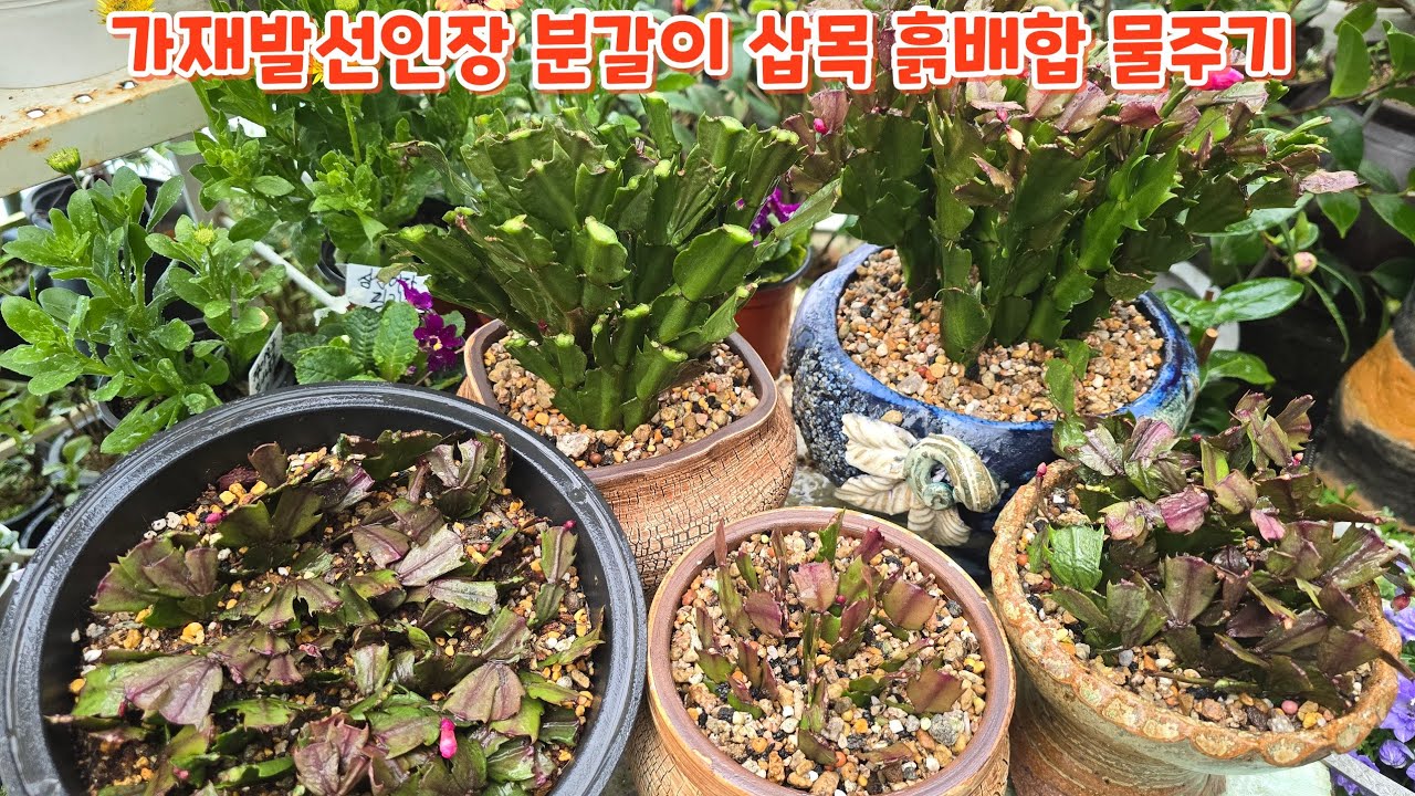 가재발선인장  분갈이 삽목하기 흙배합 물주기 키우기 
