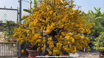 Chặn đọt cúc thọ hương / tết nhiều hoa bông chùm đẹp/ giao lưu bo siêu bông SG