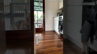 Download Lagu Beagle Puppy Sneaks Back Inside || ViralHog MP3