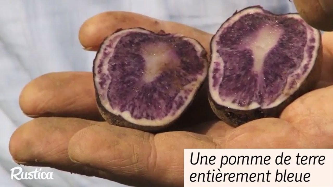 Bleue d'Artois : tout est bleu dans cette pomme de terre - YouTube