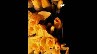 Daffodil Blooming Time-Lapse #Shorts