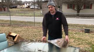 Unboxing Online Dormant Fruit Trees From TNNursery #backyardorchard #orchard #fruittrees Tree Unboxing Raintree Nursery Cummins Nursery