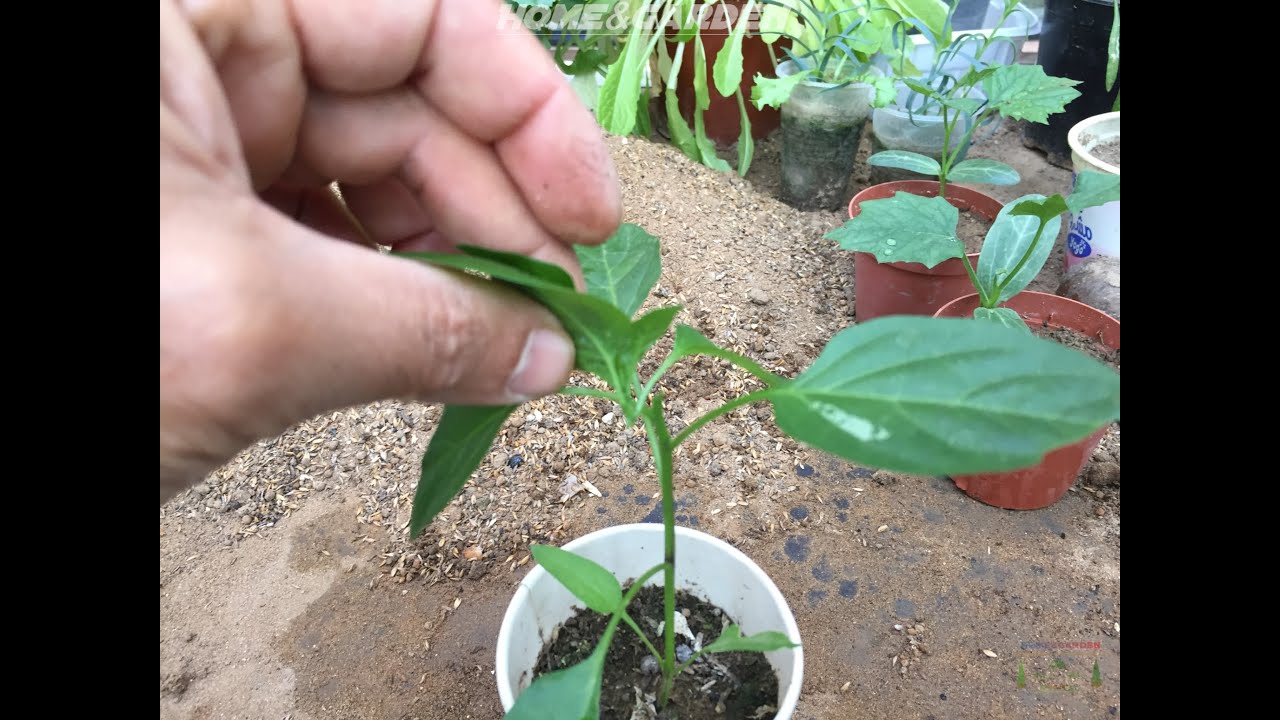 Pruning Or Topping Pepper Transplants