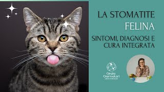 Stomatite felina, tutto quello che devi sapere