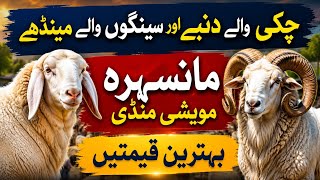 Beautiful Sheep For Qurbani 2026 Prices On Mansehra Maweshi Mandi By My Life Channel