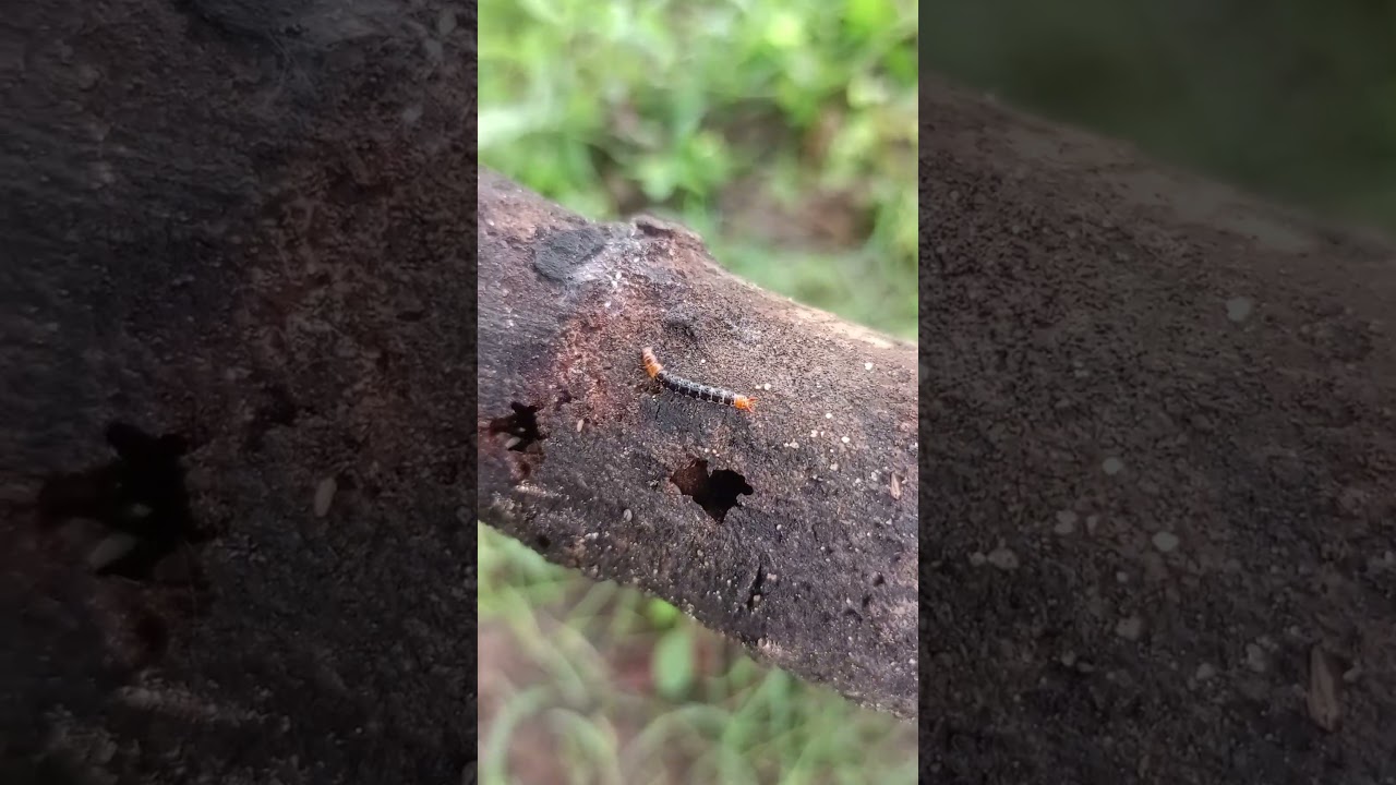 wireworm || click beetle || beetle || beetle larva