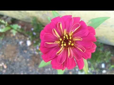 Vídeo: Zinia (63 Fotos): Uma Descrição De Flores E Desenho De Um Canteiro De Flores No Jardim. Variedades Anuais E Perenes. Plantio E Cuidados, Doenças E Pragas