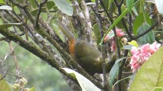 Dusky-Green Oropendola, Psarocolius Atrovirens, Satipo, Peru, 19 June 2019