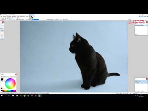 Come eliminare lo sfondo da una foto con Paint.Net