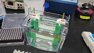 [New Western blot 3/6] 단백질 전기영동하기(SDS-PAGE)