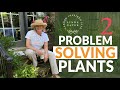 🍃🌳🍃 2 Great Problem Solving Plants❗️|| Linda Vater