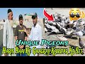 Haris bhai ke ghagray kabutar  kabutar bazi  kabutar  pigeon training 