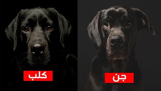 انتبه ! هذا النوع من الكلاب السوداء جن وليس كلب !! شاهد الفرق بين الكلب والجن | فيديو سيصدمك !!