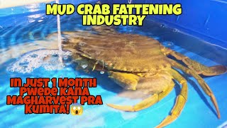 MUD CRAB FATTENING BUSINESS..IN JUST 1MONTH PWEDE KANA MAGHARVEST AT KUMITA !!😱😱😱