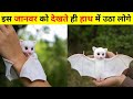 10 दुनिया के सबसे प्यारे विदेशी जानवर Cute Exotic Animals | Baby Animals