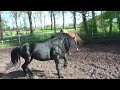 Natürliche Anpaarung Rocky Mountain Horse Hengst und Stute, Love between Mare and Stallion