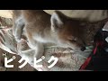 秋田犬 はる です|ぴくぴく | AKITA INU in DREAM